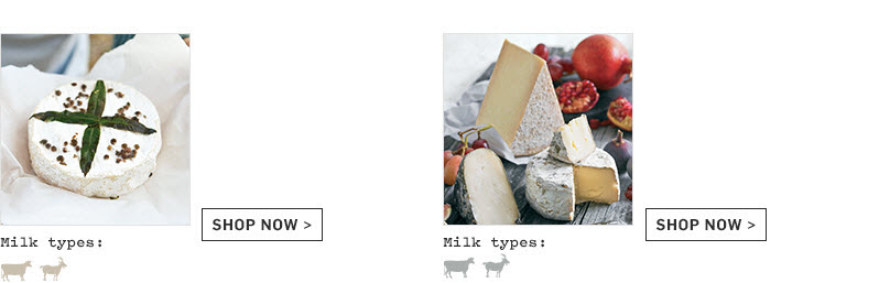 Type of Cheese Type of Cheese