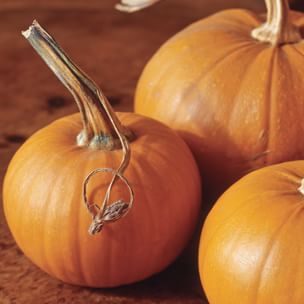 All About Pumpkin