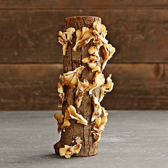 Oyster Mushroom Log Kit Williams Sonoma