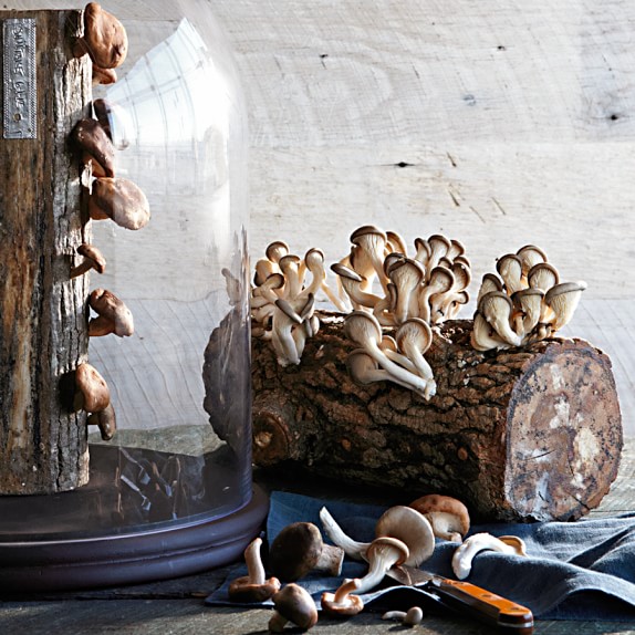Shiitake Mushroom Log Kit Williams Sonoma