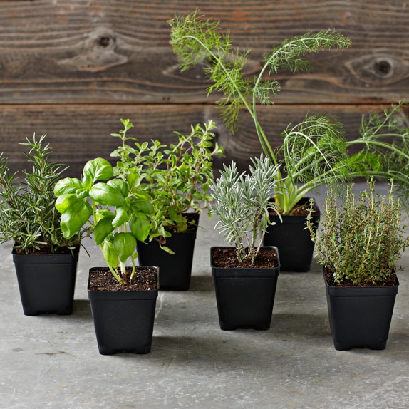 Herbs de Provence Herbs 6Pack Williams Sonoma